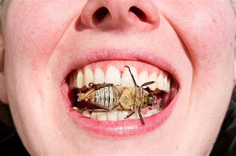 Best Cockroach Bite Stock Photos, Pictures & Royalty-Free Images - iStock