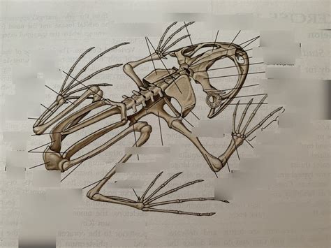 frog skeleton Diagram | Quizlet