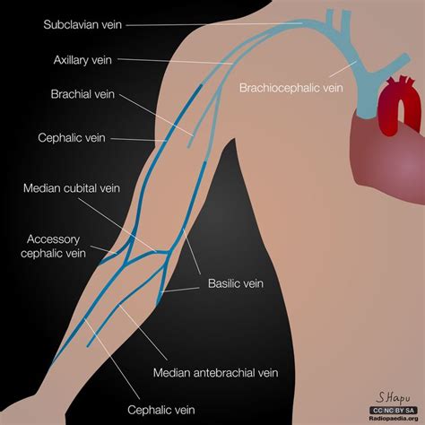 363 besten artery -vein upper limb Bilder auf Pinterest | Stillen ...