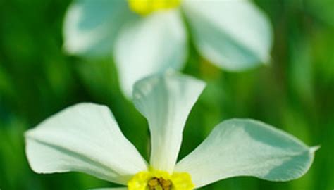 How to Care for Narcissus Plant | Garden Guides