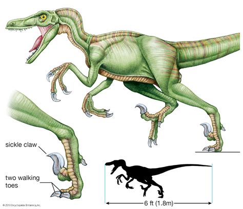 Raptors Dinosaur Facts / Velociraptorfearsome Beast No Turkey Sized ...