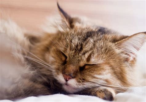 Fluffy cats | Grooming needs and the most popular breeds