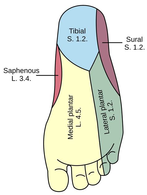 Posterior Tibial Nerve block – ZuckerEM @ Northwell