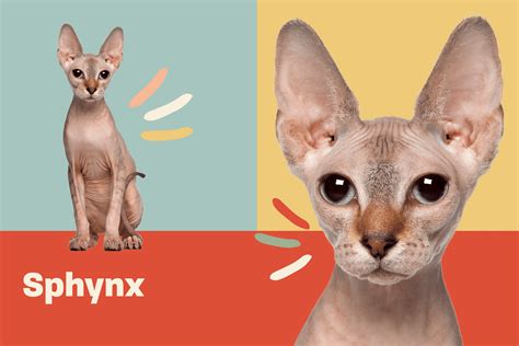 Sphynx Cat Breed Information & Characteristics