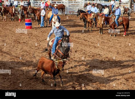 Cowboy roping cattle hi-res stock photography and images - Alamy