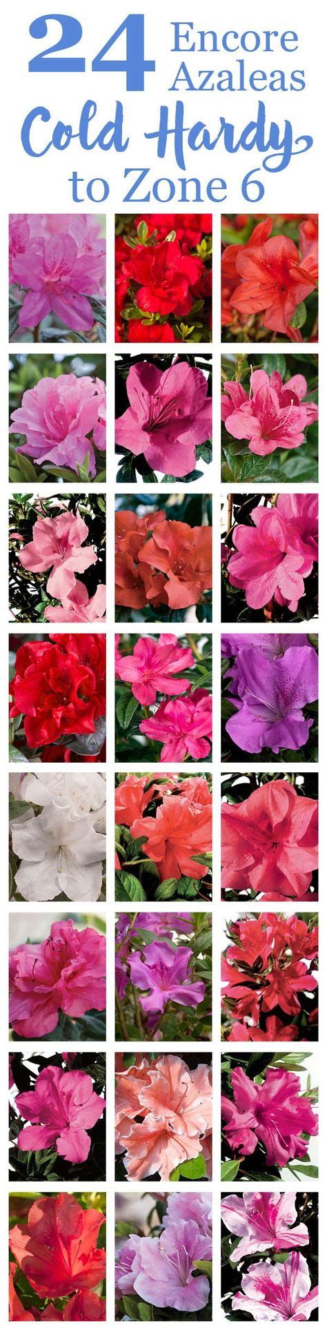 36 USDA Zone 6B Cold-Hardy Azaleas ideas | azaleas, plant nursery, usda ...