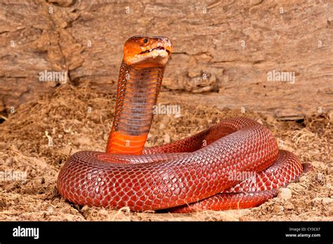 Red Spitting Cobra Habitat