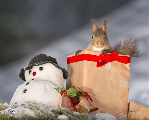 Squirrels In A Christmas Mood | Bored Panda | Christmas squirrel ...