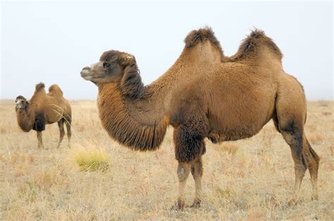 Bactrian camel | Adaptations, Range, & Facts | Britannica