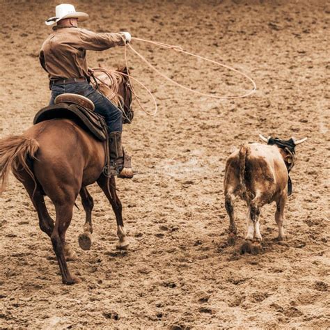 Cowboy Roping Calves on a Cattle Ranch Stock Photo - Image of farm ...