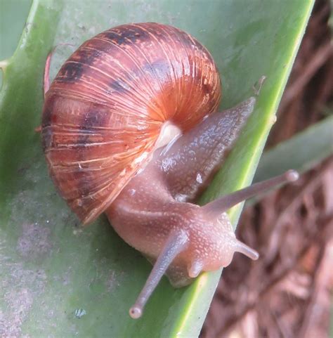 How snail shells are made, some beautiful, strange and weird factoids