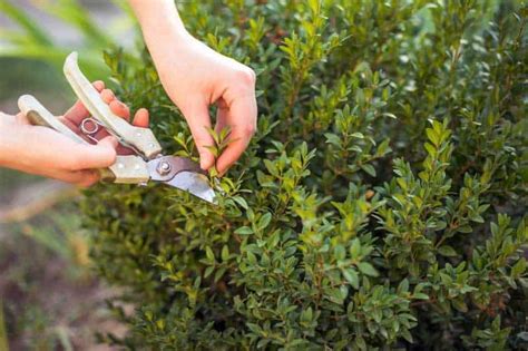 Japanese Boxwood Care: How To Grow Boxwoods