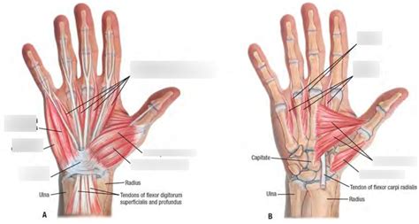 Palmar Hand Muscles Diagram | Quizlet