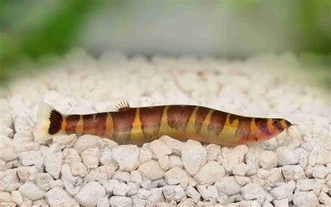 Kuhli Loach Tank Mates - The 8 Other Species Your Tank Needs Today