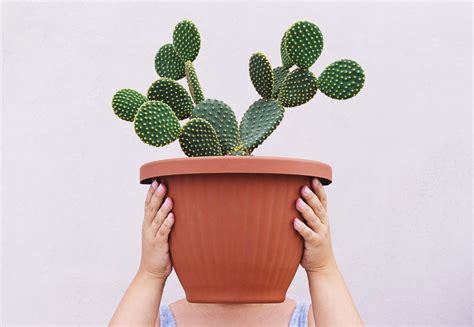 How to Take Care of Cactus Plants, According to Experts | Southern Living