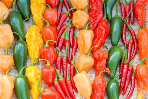 Growing Hot Peppers » Tips for Spicing Up the Garden