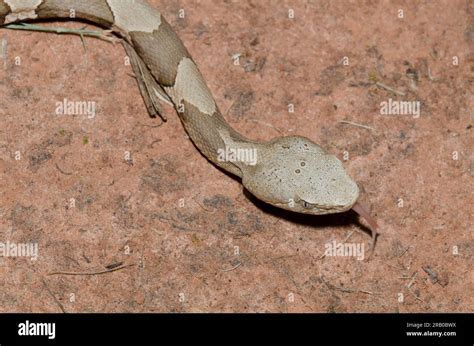 Copperhead, Agkistrodon contortrix Stock Photo - Alamy