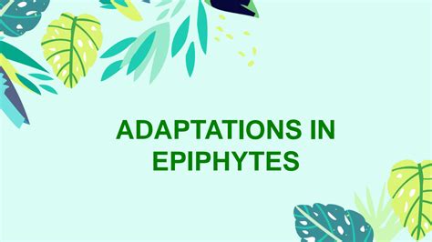 SOLUTION: Adaptations in epiphytes - Studypool