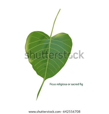 Free Bodhi Leaf Vector Art | 123Freevectors