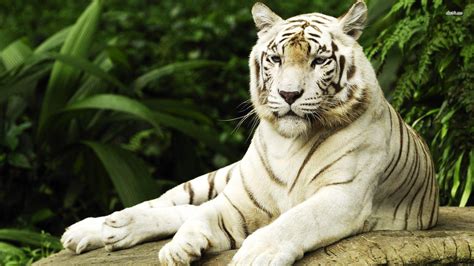 White Tiger Wallpapers HD - Wallpaper Cave