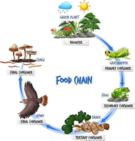 Flow Diagram Of Food Chain Food Chain Diagram Concept Illust