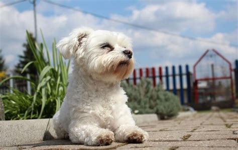 50+ Best Bichon Frise Names