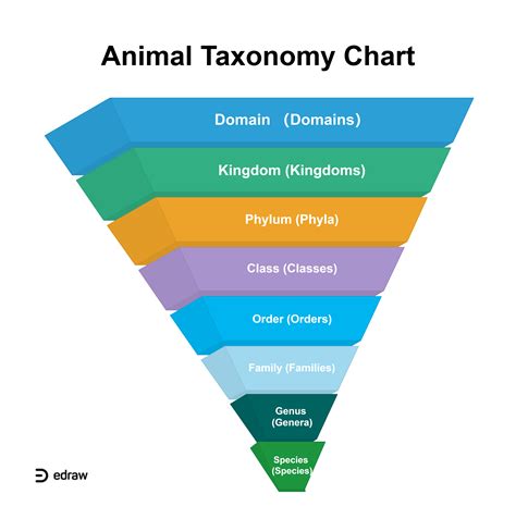 Animal Taxonomy Chart | EdrawMax Editable Template