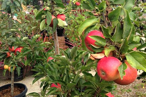 Deciduous Fruit Trees, Tropical Fruits, & Berries - Alladin Nursery