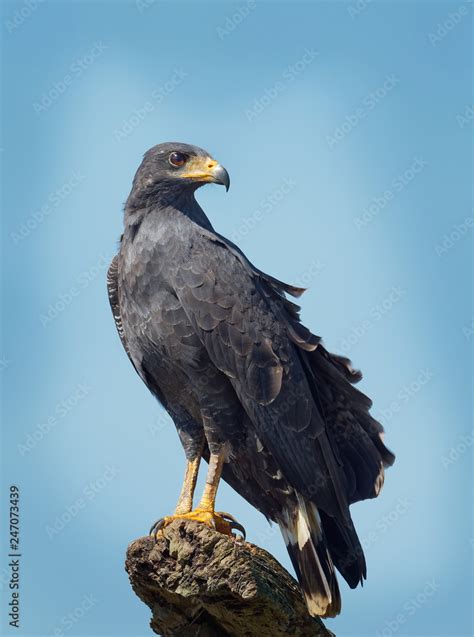 Common Black Hawk - Buteogallus anthracinus a bird of prey in the ...