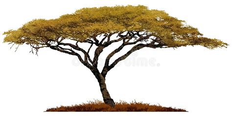 Silhouette of the Tree-acacia Stock Vector - Illustration of africa ...