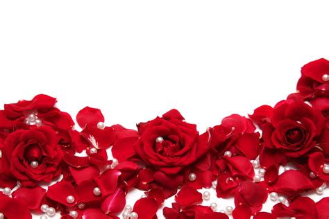 Red Rose White Background - WallpaperSafari