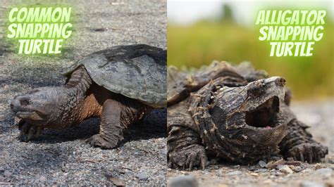 Common Snapping Turtle vs. Alligator Snapping Turtle [15 Differences ...