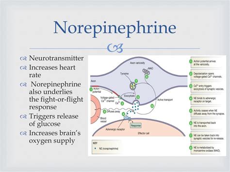 Norepinephrine Norepinephrine Function And Norepinephrine Deficiency Images