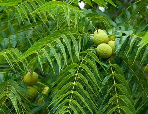 Eastern Black Walnut (Juglans Nigra): How To Care And Grow, Medicinal ...