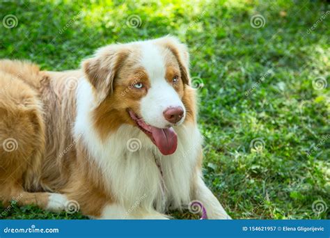 Adorable Red Merle Blue Eyes Aussie Australian Shepherd Puppy Dog Lying ...