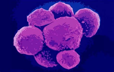 PB NK cells - Human NK cells CD56 - Cryopreserved cell lines