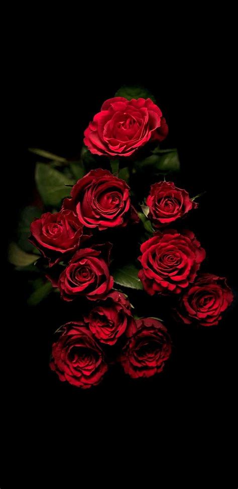 Red Rose Wallpaper For Walls