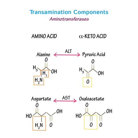 Biochemistry Glossary: Transamination | ditki medical & biological sciences