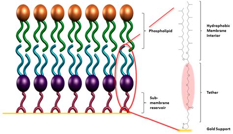 Phospholipid Bilayer Structure