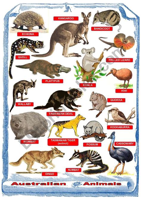 Australian animals - Poster - ESL worksheet by fengchuishaster