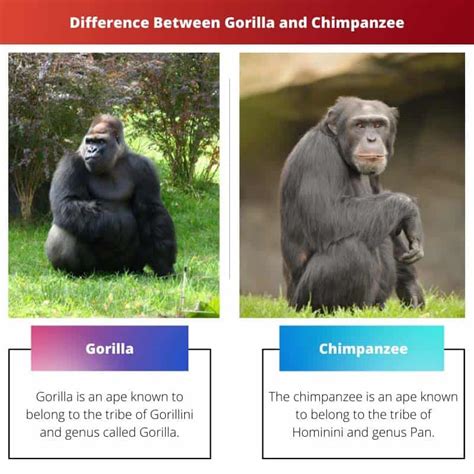 Gorilla vs Chimpanzee: Difference and Comparison