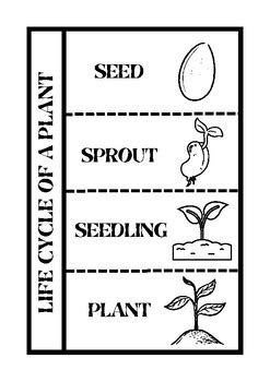 Life Cycle of a Plant & Plant Reproduction by adrienne-melissa | TPT