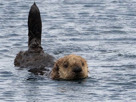 Sea Otter's Tail Is How He Picks Up Satellite Communications — The ...