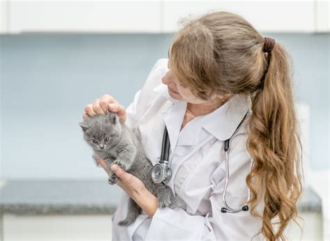 Maine Coon Ear Problems: Everything You Need To Know - MaineCoon.org