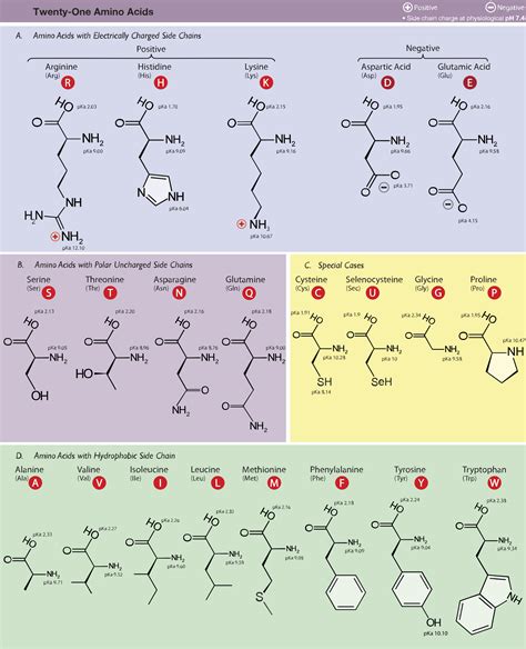 Amino Acid Study Guide: Structure and Function | Albert.io