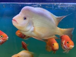 Amphilophus citrinellus (Midas Cichlid) Care, Tank Mates, For Sale