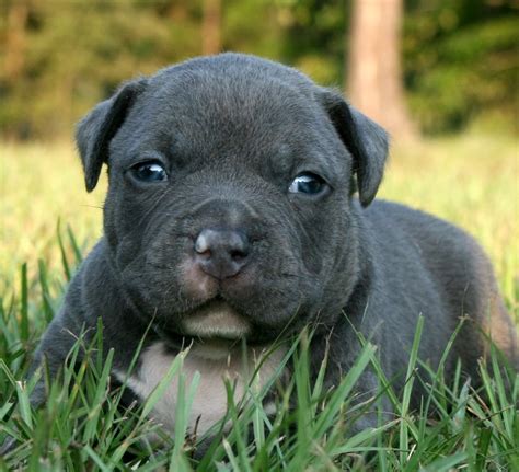 Pitbull Puppies Wallpaper - keywords HERE