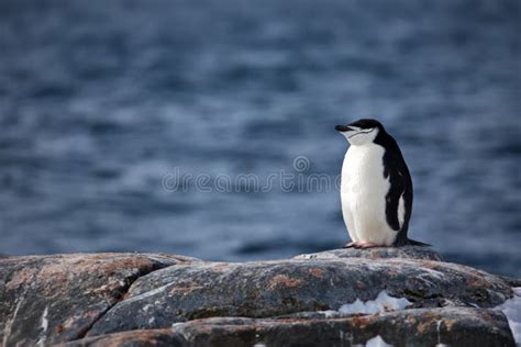 Penguin in Its Natural Habitat in Antarctica Stock Photo - Image of ...