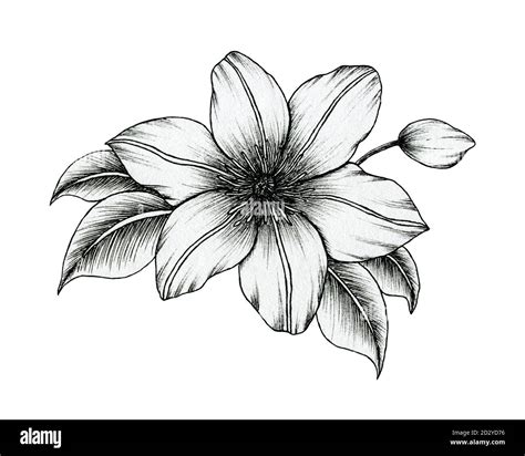 Flower Coloring Page Of Black And White Outline Clipart For, 41% OFF