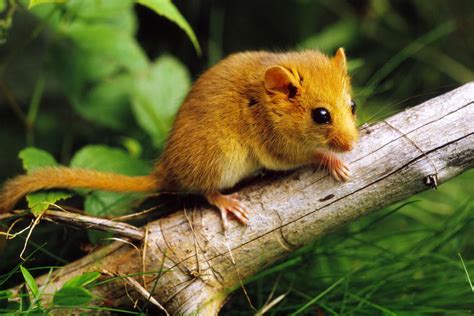 Facts and Characteristics of Rodents